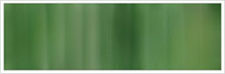 Dark Pine 25 - 6 mm/3 m Organzaband