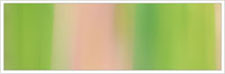 Pine & Light Brown 34 - 13 mm/1 m Sidenband