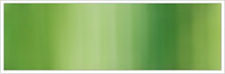 Avocado 36 - 4 mm/3 m - Sidenband